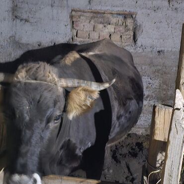 кролик декоративные: Продаю | Корова (самка) | Швицкая | На забой