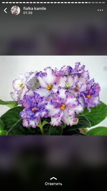 Otaq bitkiləri: 5,6 m starter — 3