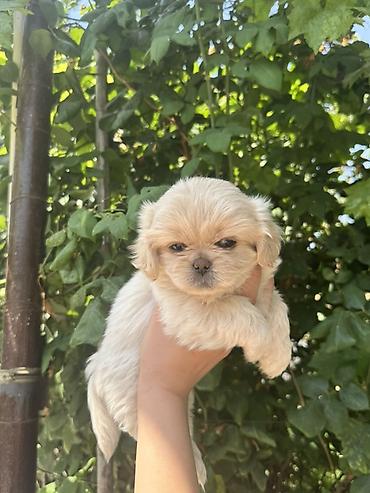 golden balası: Pekines, 2 ay, Dişi — 6