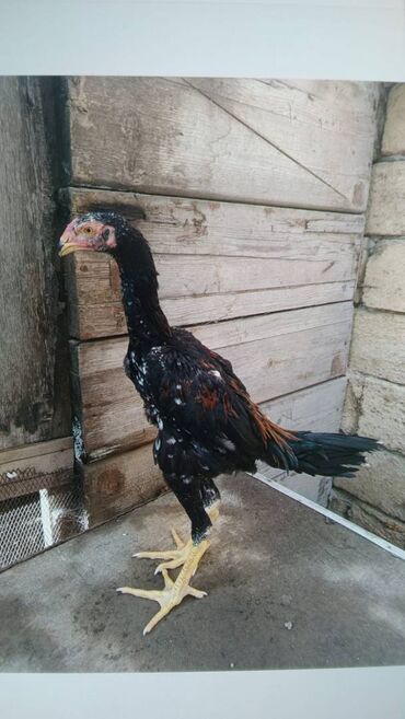 şotland pişik balası: Salam gördüyün samo becə satilir dəyərindən qat qat aşagı samonun