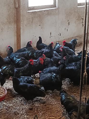 Quşlar: Avstralorp xoruzları satıram, saf qan, 5 aylıq. İstəyən gəlib yerində — 1