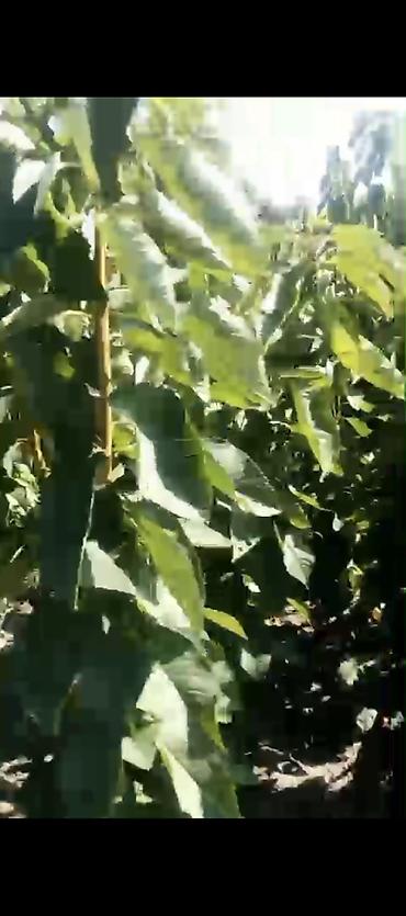 epimedium bitkisi satisi: Meqsedimiz Düzgün Ting SeçimiDüzgün əkinPesekar yanaşma ile uzun — 7