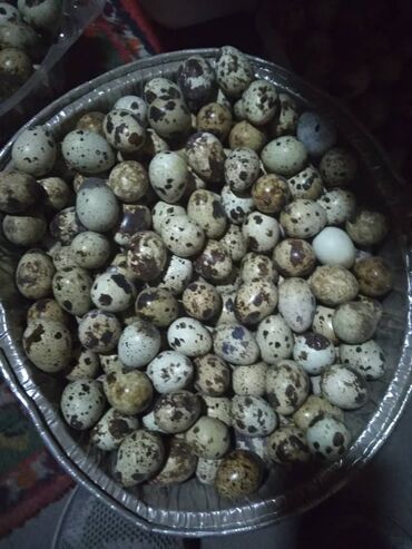 яйца цена бишкек: Продаю перепелиные яйца от 500 штук доставка по городу Бишкек
