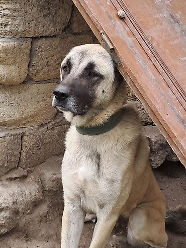 pişik şekli cekmek: Kanqal, Erkək — 1