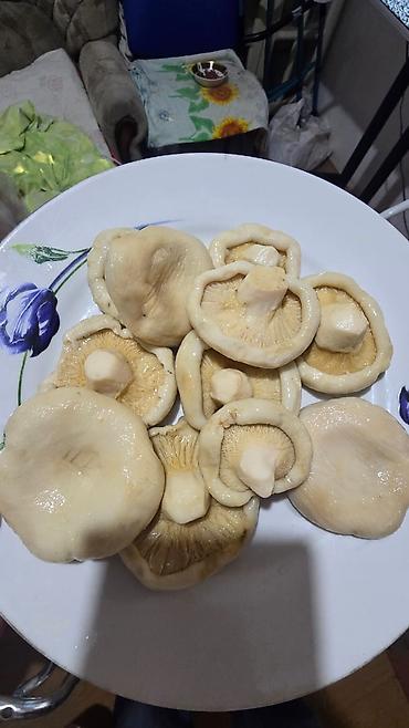 Лисички: Куплю грузди солёные и свежие полевной — 1