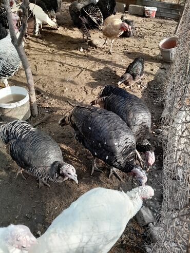 Индюки: Продаю | Индюк (самец) | Для разведения | Племенные — 2