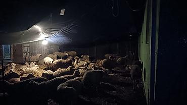 balaca dana: Aileli ve tecrubeli çoban axtarilir 75 qoyun
Evle temin edilir — 1