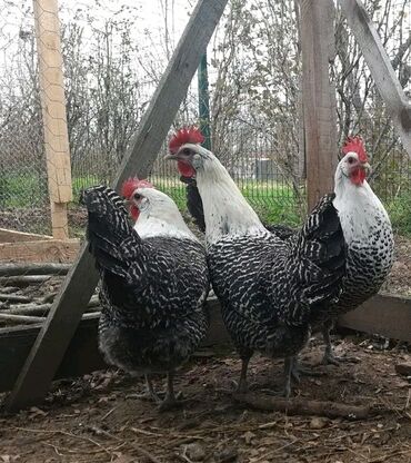 İtlər: Silver Brekell.1 Xoruz 4 Toyuq.1 Ədədi 25 Manatdan Cəm