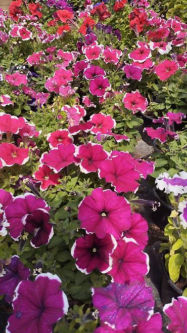 bənovşəyi gullər: Məhsul: Saksıda petuniya (Petunia) dekorativ çiçəklər Təsvir: - Rəng — 4