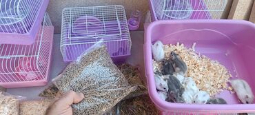 Gəmiricilər: 2cunqarik 1qəfəs üstündə vitaminli yem,quru yonca,apilka hədiyyə cəmi -da lalafo.az — 10 Gəmiricilər: 2cunqarik 1qəfəs üstündə vitaminli yem,quru yonca,apilka hədiyyə cəmi — 10