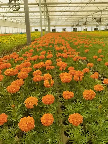 flowers: Рассада декоративных однолетников из теплицы - Ассортимент: цинния — 8