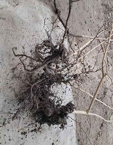 sam agaci satisi: Fındıq tingləri – köklü, açıq köklə - Bitki: Fındıq kolu (Corylus — 2