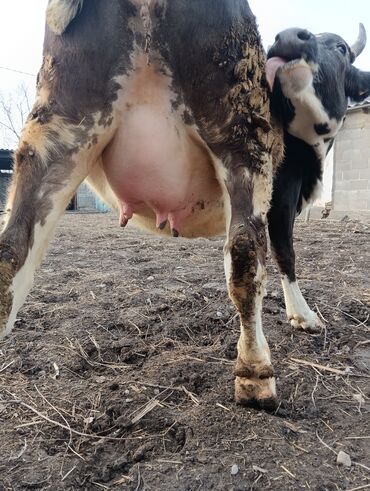 Коровы, быки: Продаю | Корова (самка) | Для молока | После отела — 3