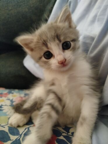 животные кошки: Кошка даром: Экзотическая, 1 месяц, Девочка, Приучена к лотку