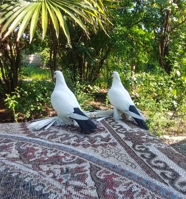 alman iti qiymeti: Dəstə abrez qara quyruqlar sıx böyük lələklidilər qiymət sondu boş