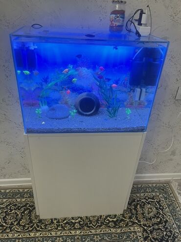 Balıqlar: Glofish, Sülhsevər — 7