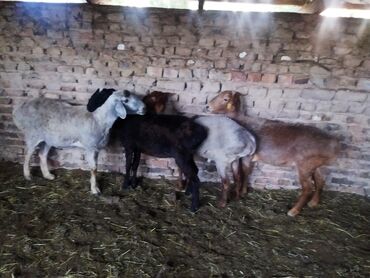 Бараны, овцы: Продаю | Овца (самка), Баран (самец) | Полукровка, Арашан | На забой, Для разведения | Осеменитель, Матка, Ярка