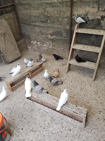Продаются голуби, цена договорная
разной породы at lalafo.kg Продаются голуби, цена договорная
разной породы