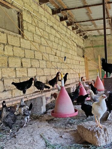 pişiyə verilən adlar: Kənt çolpası 4 aylıq satışı
toplu alışda endirim olacaq