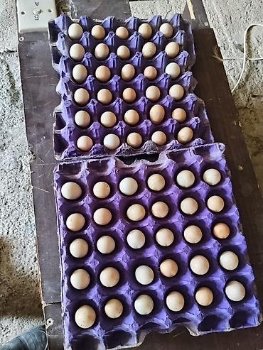 Qida məhsulları: Təzə xınalı Kəklik yumurtası - Təbii yemlə bəslənən yerli — 1