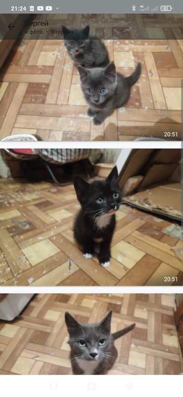 шотландская вислоухая кошка черная: Кошка даром: Русская голубая, 1 месяц, Девочка
