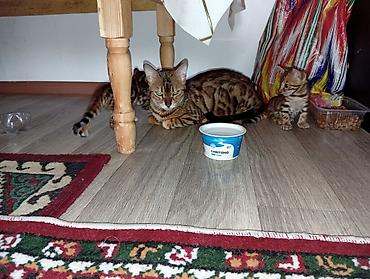Кошки: Бенгальская, 4 месяца, Девочка, Приучена к лотку — 6