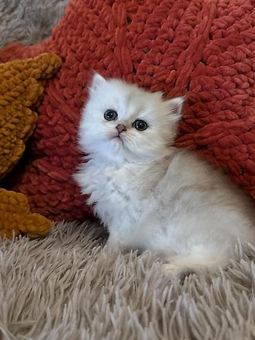 Pişiklər: Şotland — 7