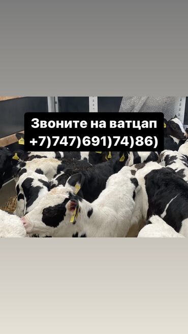 Коровы, быки: Бычки телята тёлучки +7)747)691)74)86) вотсап Бычки телята тёлки