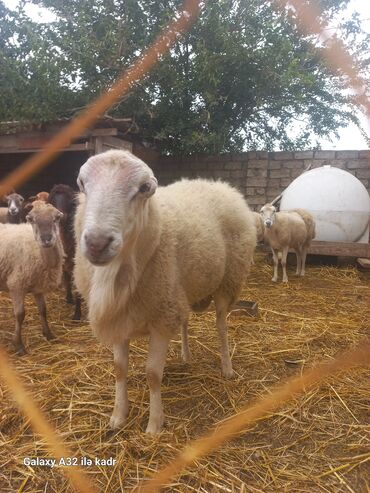 Qoyunlar, qoçlar: Qoyun sürüsü – yerli cinslərin qarışığı - Şəkillərdə kənd həyətində — 3