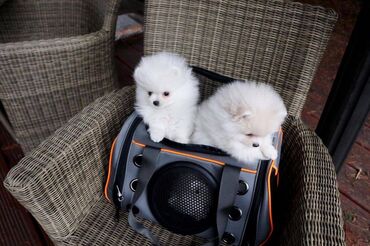 all star in Ελλαδα | Γυναικεία είδη Υπόδησης: T-Cup Pomeranian Puppies Beautiful Pomeranian puppies just turned 12