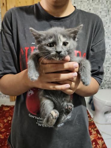 Продажа кошек: Срочно отдам в хорошие руки на фотке котенок девочка и ещё есть — 3