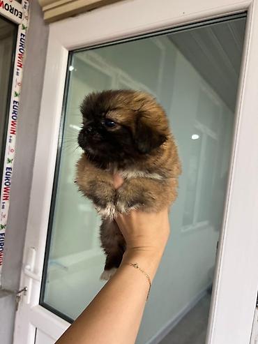 İtlər: Pekines, 4 ay, Ödənişli çatdırılma — 2