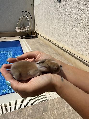 at satişi: 🐰Körpəlik halı belə şirindir! Cəmi 8 günlükdür 22 avqustdan satış — 4