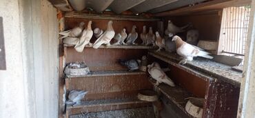 Птицы: Продаю голубей тасманы по 1000голова не гоненый
