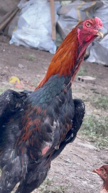 bit darağı: Məhsul: Xoruz (iri cüssəli, uzunboy) Təsvir:unvan masallı real alıcı