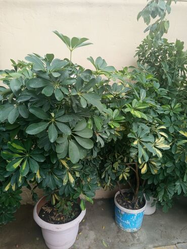 Otaq bitkiləri: Şefler ve her cür ev güllərin satışı mövcudu isdediyiniz gülün — 4