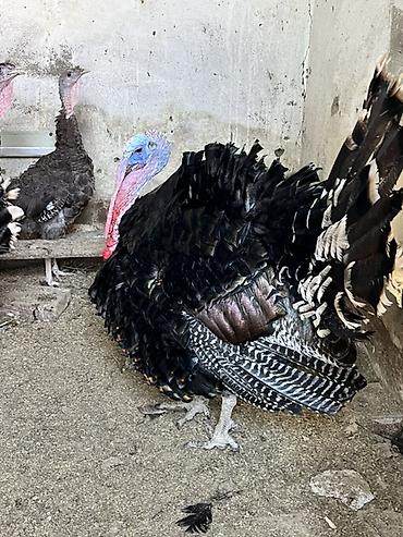 hind makiyaji: Amerıkan bronz hınduskalar hal- hazırda yumurtayırlar real alıcılara — 1