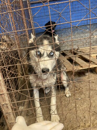 ит тайган: Отдается хаски девочка молоденькая 2года . В хорошие и заботливые