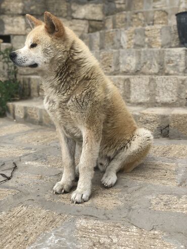 itlər bala: Akita-inu, 8 ay, Erkek, Ünvandan götürmə, Ödənişli çatdırılma
