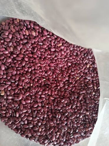 стулья офисные бишкек: Продаю Талаский Красная фасоль (зерновая) - Сорт: мелкозернистая