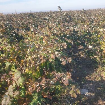 искусственный газон для мини футбольного поля цена бишкек: Малина кочот сатылат сорт геракл 10 сом озунор казып кетесинер