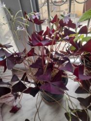 dua gülü: Kepenek gulu 15 azn satilir