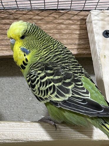 Tutuquşları: Təmiz qan ayağı üzüqlü qəydiyatlı altı balalı çexler cütlükler — 2