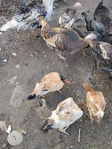 Другие с/х животные: Продаются сельскохозяйственные птицы смешанного поголовья для — 5