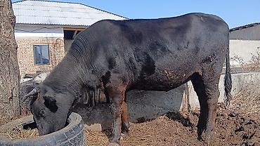 Коровы, быки: Продаю | Корова (самка) | Для разведения | Стельные — 5