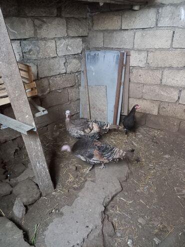 dəvəquşu yumurtası qiyməti: 2 eded disi hinduska 2 de hal haizrda yumurtalayir 2 bir yerde 120 azn