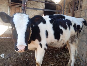 сколько стоит щенок акита ину: Cins danalar satılır biri erkek ikisi dişi unvan bine savxoz razılaşma