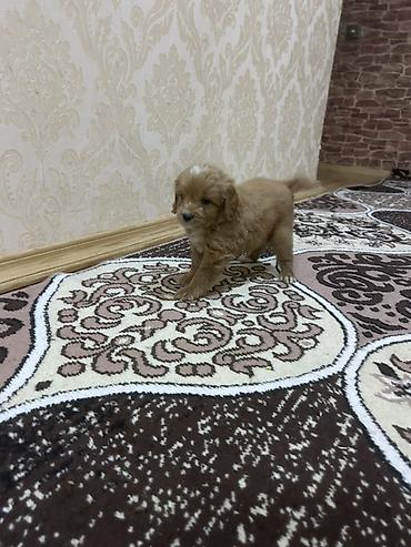 itlerin cutlesmesi: Pudel, 1 ay, Erkək, Peyvəndli — 4