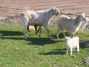 Козы, козлы: Продаю | Козёл (самец) | Для разведения | Племенные — 4