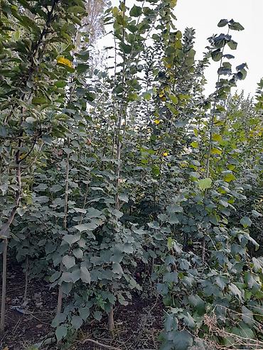 Липы и платаны — саженцы из питомника - Породы: липа (Tilia) и платан